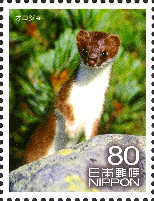 Stoat (Mustela Erminea)