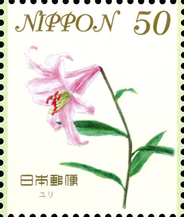 Lilium Japonicum