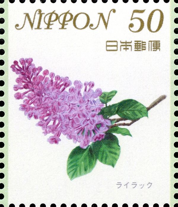 Syringa vulgaris