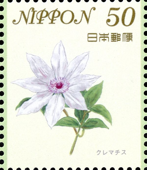 Clematis