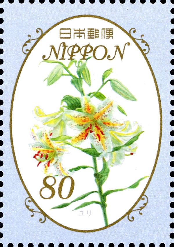 Lilium Japonicum