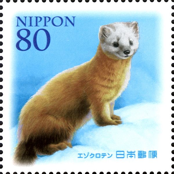 Hokkaido Sable (Martes Zibellina Brachyura)
