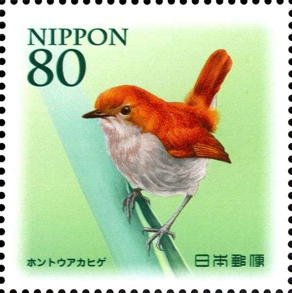 Ryukyu Robin (Luscinia komadori namiyei)