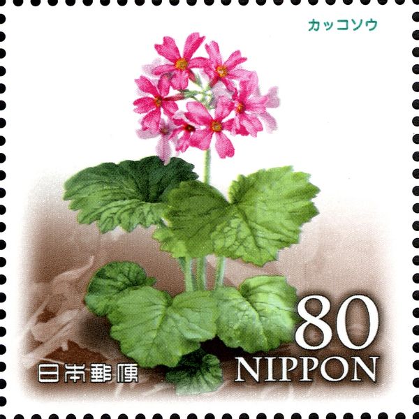 Primula kisoana Miquel var. kisoana