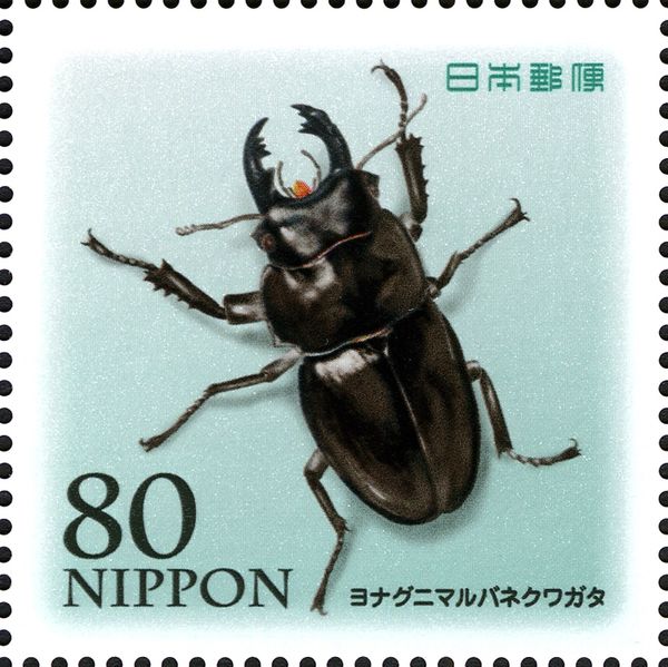 Stag Beetle (Neolucanus insulicola)