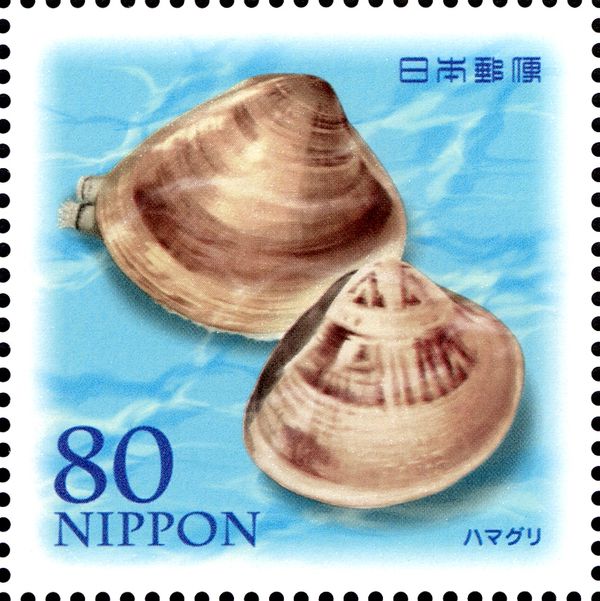Common Orient Clam (Meretrix lusoria)