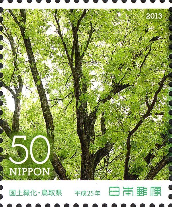 Konara Oak (Quercus serrata)