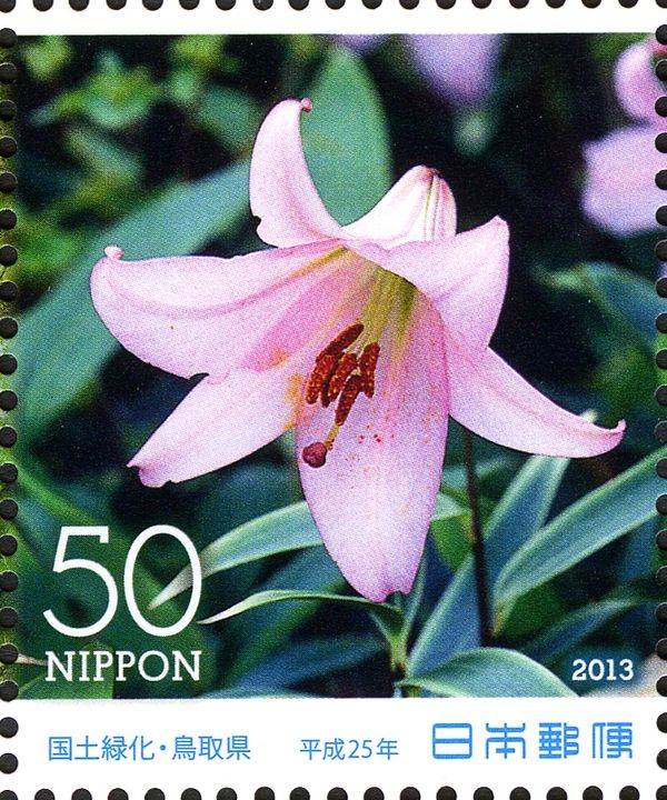 Japanese Lily (Lilium japonicum)