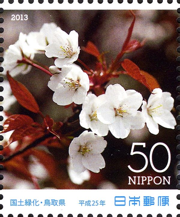 Japanese Cherry (Prunus serrulata)