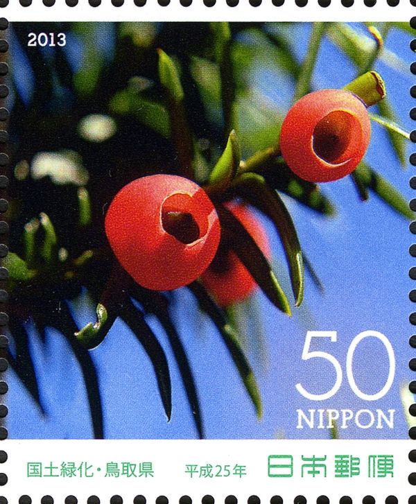 Japanese Yew (Taxus cuspidata)