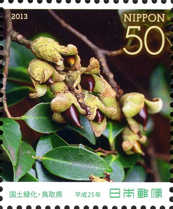 Itajii Chinkapin (Castanopsis sieboldii)