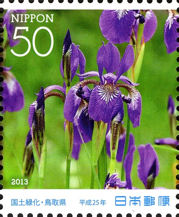 Siberian Iris (Iris sanguinea)
