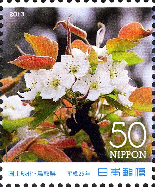 Nijisseiki Pear (Pyrus pyrifolia)