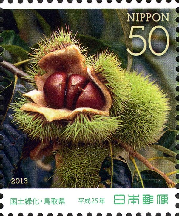 Japanese Chestnut (Castanea crenata)