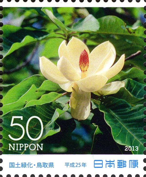 Magnolia (Magnolia obovata)