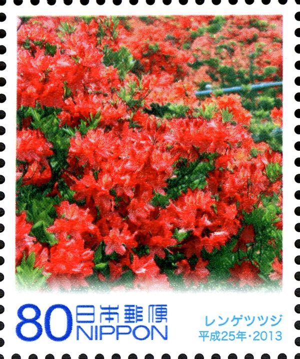 Rhododendron Molle subsp. Japonicum