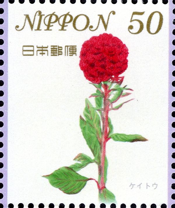 Coxcomb (Celosia argentea)