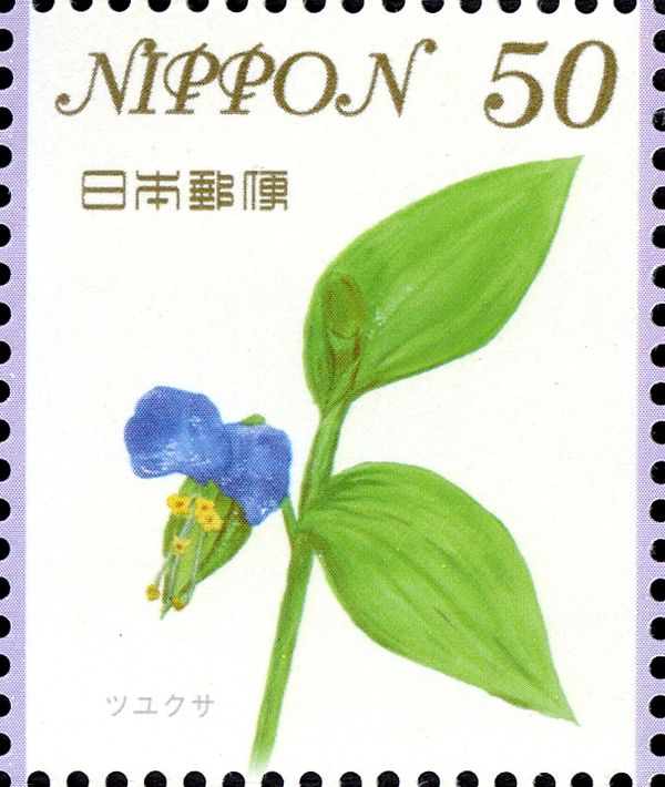 Asiatic Dayflower (Commelina communis)