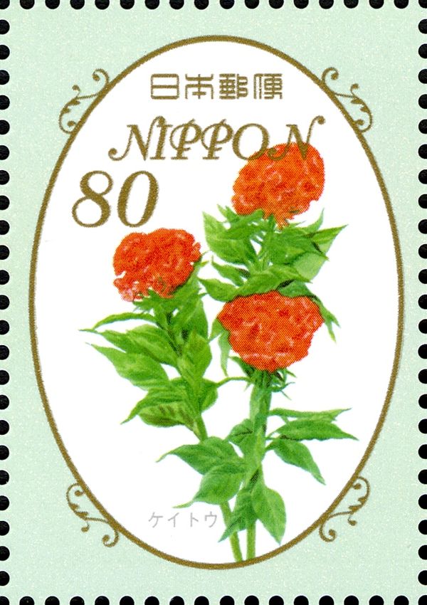 Coxcombs (Celosia argentea)