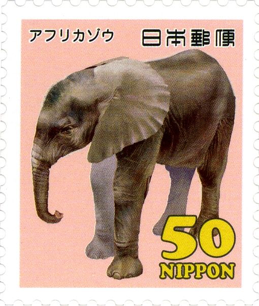 African Elephant (Loxodonta africana)