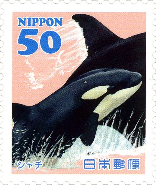 Killer Whale (Orcinus orca)