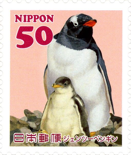 Gentoo Penguin (Pygoscelis papua)