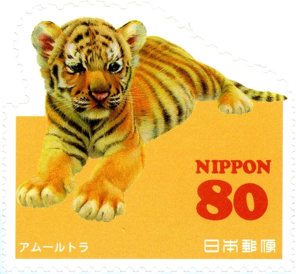Siberian Tiger (Panthera tigris altaica)
