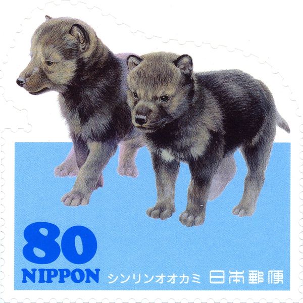 Wolf (Canis lupus)
