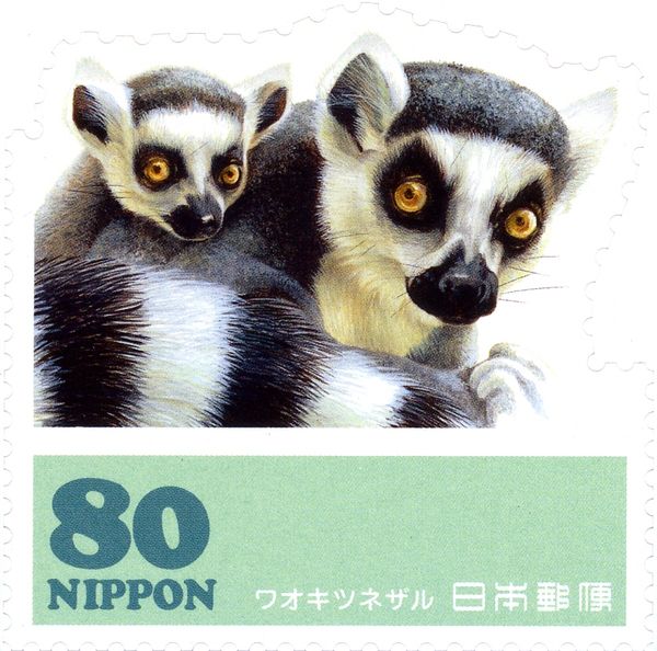 Ring-tailed Lemur (Lemur catta)