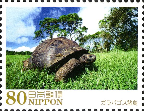Galapagos Tortoise (Chelonoidis Nigra), Ecuador