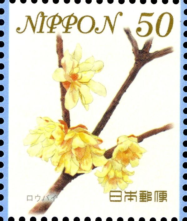 Japanese Allspice or Wintersweet (Chimonanthus praecox)