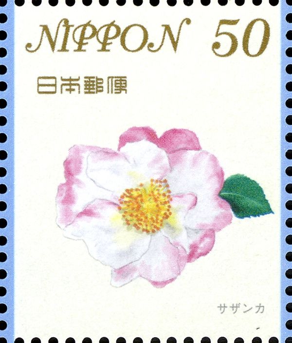 Camellia sasanqua