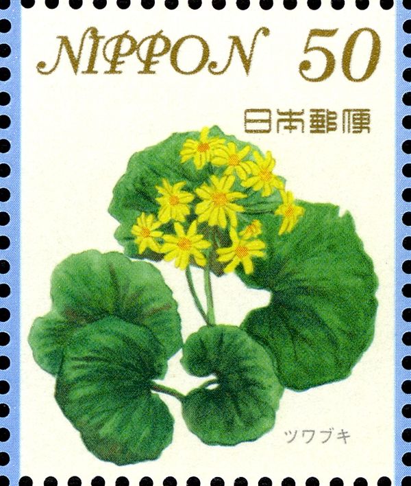 Leopard Plant Flowers (Farfugium japonicum)
