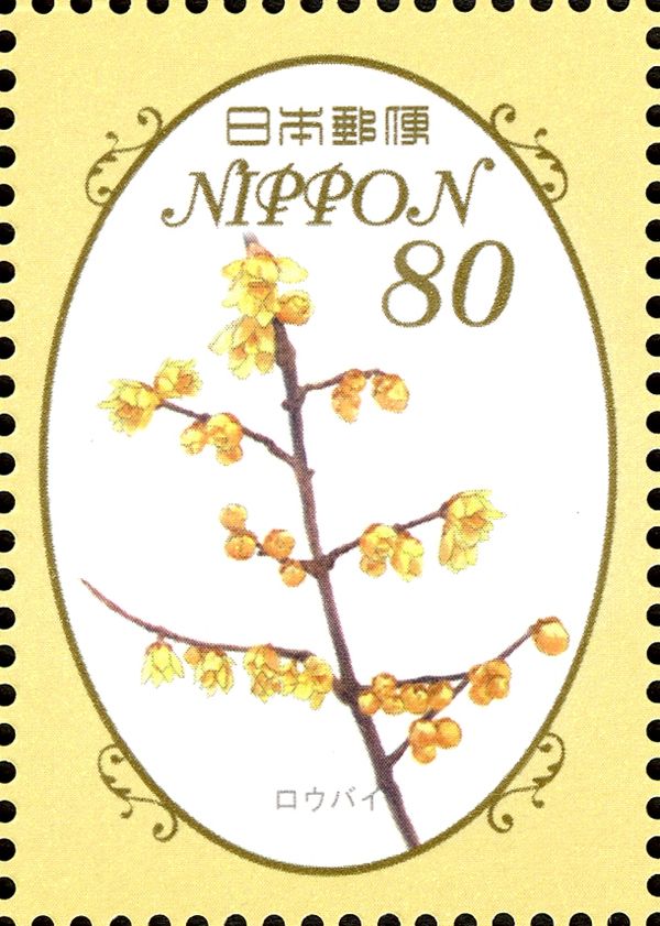 Japanese Allspice or Wintersweet (Chimonanthus praecox)