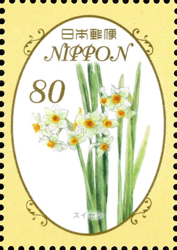 Narcissus