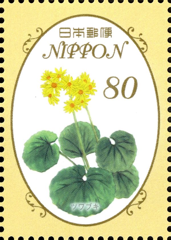 Leopard Plant Flowers (Farfugium japonicum)