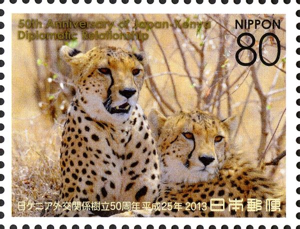 Cheetah (Acinonyx jubatus)