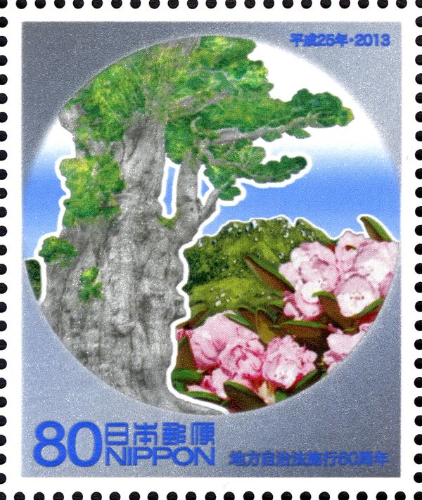 Jomon Sugi Tree, Nagatadake, Rhododendron