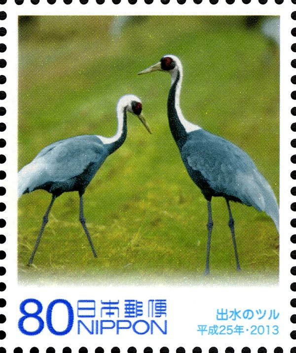 White-naped Crane (Grus Vipio), Izumi City
