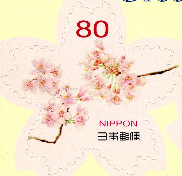 Cherry Blossoms