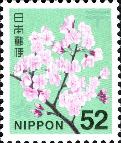 Somei-yoshino Cherry Blossoms