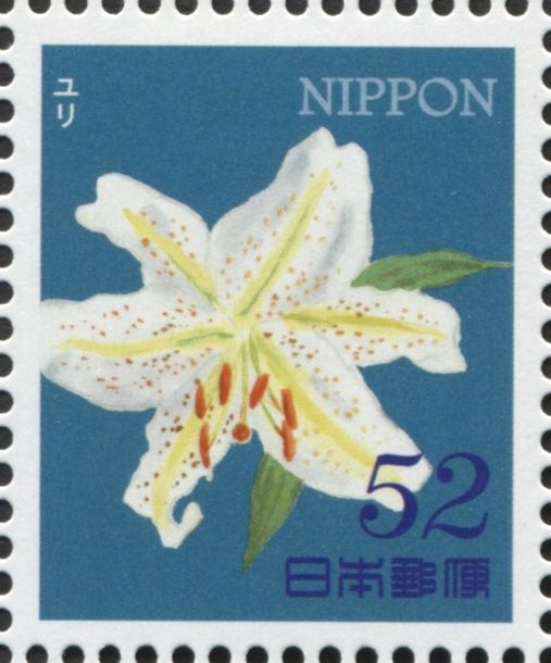 Lily (lilium sp.)