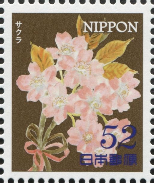 Cherry Blossoms