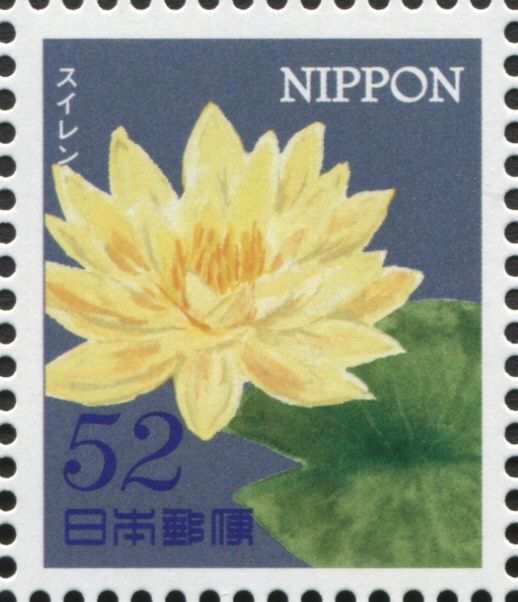Water Lily