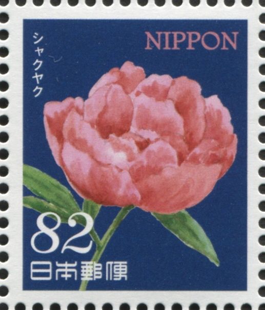Chinese Peony
