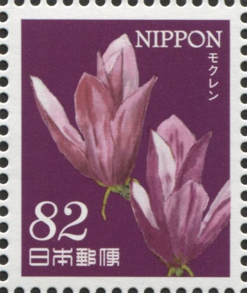Lily Magnolias