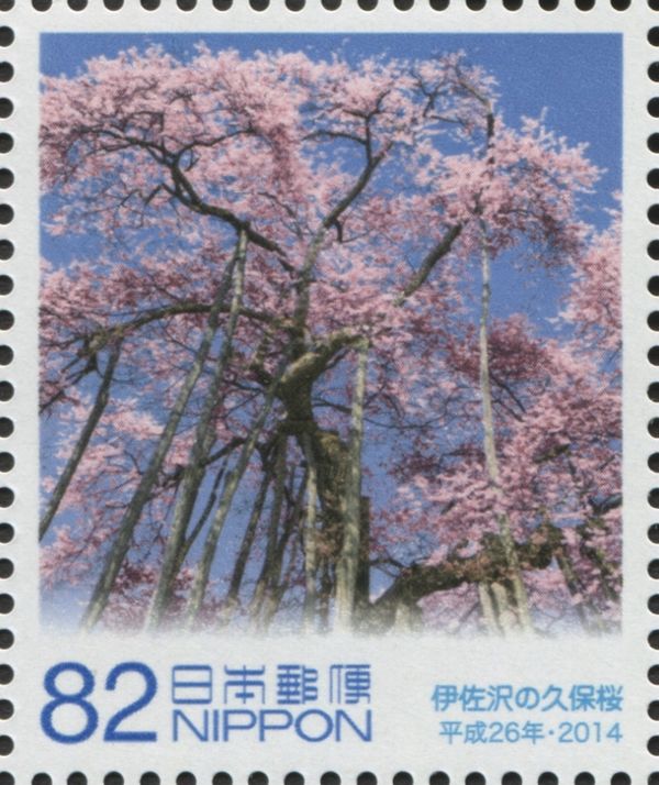 Blossoming Kubo Cherry Tree