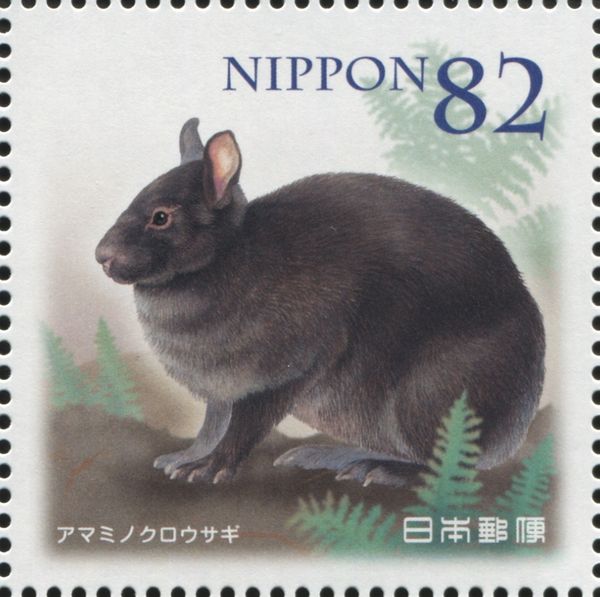 Amami Rabbit (Pentalagus furnessi)