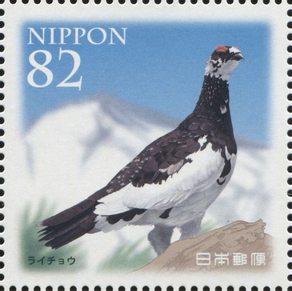 Rock Ptarmigan (Lagopus muta)
