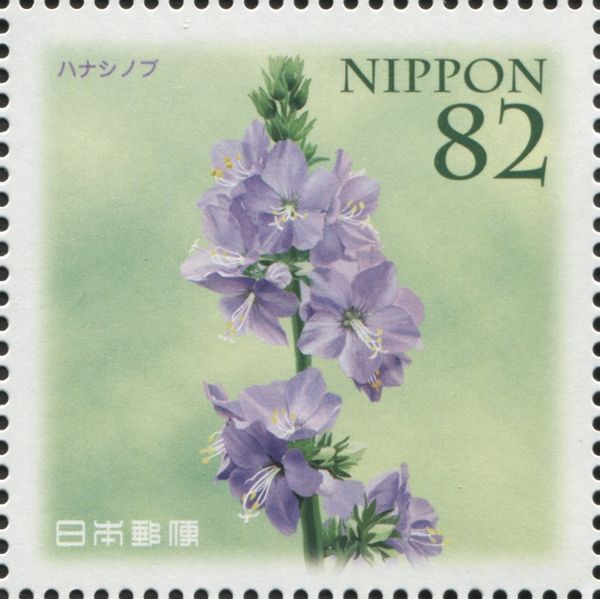 Hanashinobu (Polemonium Kiushianum)